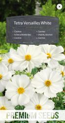 Cosmos Tetra Versailles White Seeds